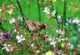 गौरैया याद है आपको