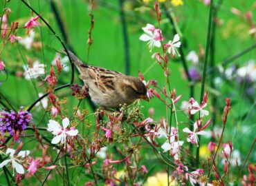 गौरैया याद है आपको