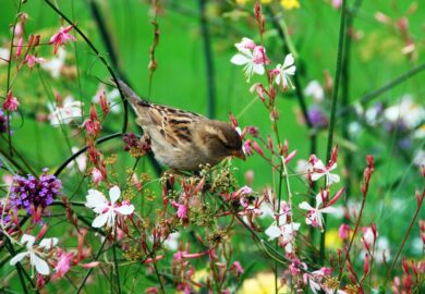 गौरैया याद है आपको