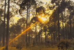 Netarhat’s Playful Secrets – Where Every Turn is a Temptation