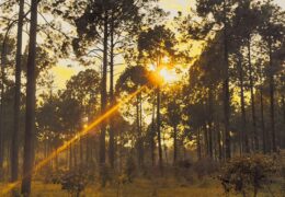 Netarhat’s Playful Secrets – Where Every Turn is a Temptation