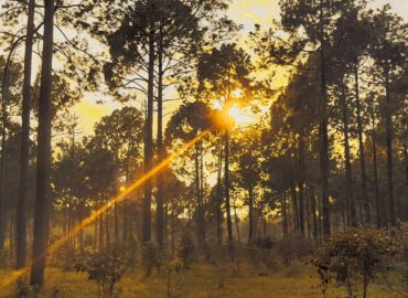 Netarhat’s Playful Secrets – Where Every Turn is a Temptation