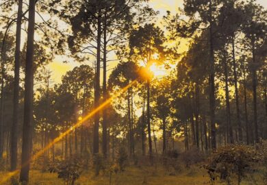 Netarhat’s Playful Secrets – Where Every Turn is a Temptation